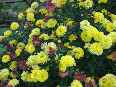 chrysanthemum Nantyderry Sunshine