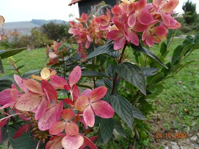 hydrangea pan. Chamaeleon