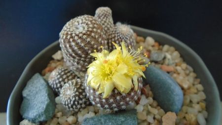 Copiapoa laui