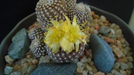 Copiapoa laui