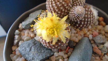 Copiapoa laui