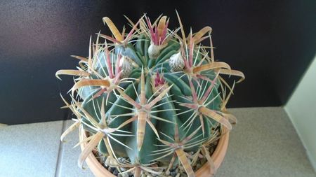 Ferocactus latispinus, boboci