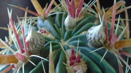 Ferocactus latispinus