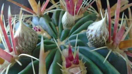 Ferocactus latispinus