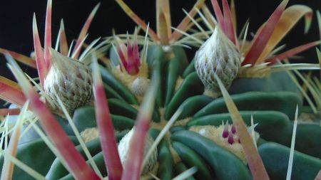 Ferocactus latispinus