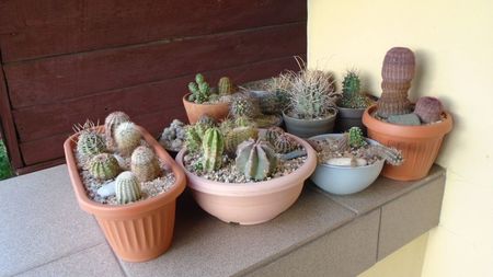 25 oct. 2020: Cactusi winter-hardy: echinocereus, austrocactus, escobaria, ancistrocactus, sclerocac