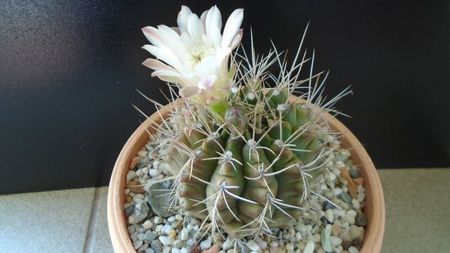 Gymnocalycium mihanovichii