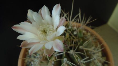 Gymnocalycium mihanovichii