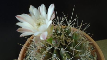 Gymnocalycium mihanovichii