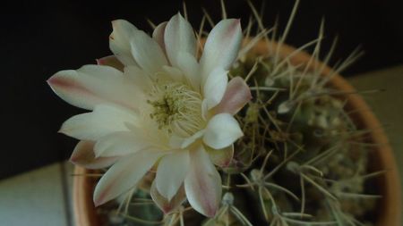 Gymnocalycium mihanovichii