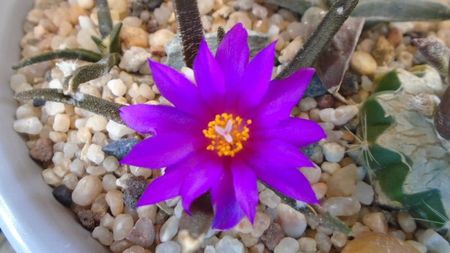 Ariocarpus agavoides 1