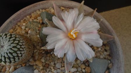 Ariocarpus retusus