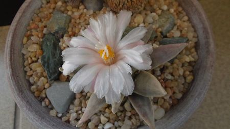 Ariocarpus retusus