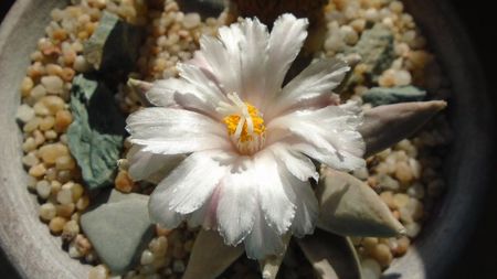 Ariocarpus retusus