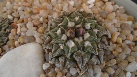 Ariocarpus kotschoubeyanus v. macdowellii