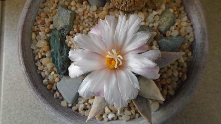 Ariocarpus retusus