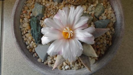 Ariocarpus retusus