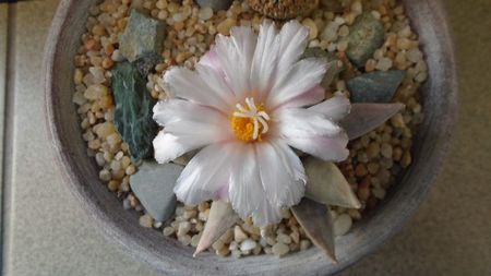 Ariocarpus retusus