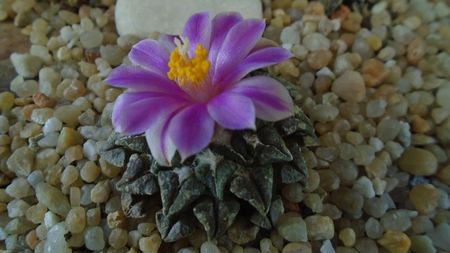 Ariocarpus kotschoubeyanus v. macdowellii