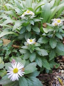 Aster ageratoides Asmo