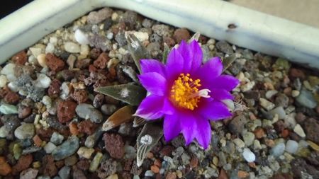 Ariocarpus kotschoubeyanus v. macdowellii