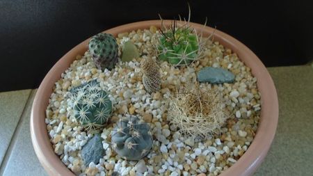 Grup de 6 cactusi; E.strausiana ssp. multicolorispinus
E.kunzei
E.napina v. duripulpa
E.villicumensis
Coryphantha kracikii
Rebutia canigueralii
