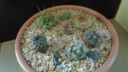 Grup de 6 cactusi; E.strausiana ssp. multicolorispinus
E.kunzei
E.napina v. duripulpa
E.villicumensis
Coryphantha kracikii
Rebutia canigueralii
