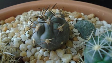 Pyrrhocactus villicumensis = Eriosyce villicumensis