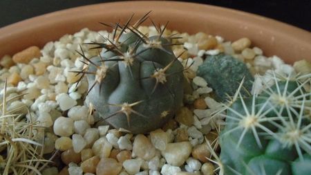 Pyrrhocactus villicumensis (Eriosyce villicumensis)