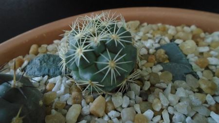 Coryphantha kracikii