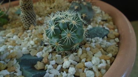 Coryphantha kracikii