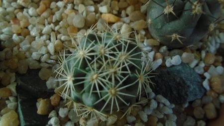 Coryphantha kracikii