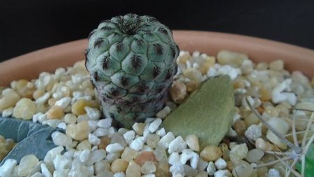 Sulcorebutia rauschii (Rebutia canigueralii), Zudanez, Chuquisaca, BO