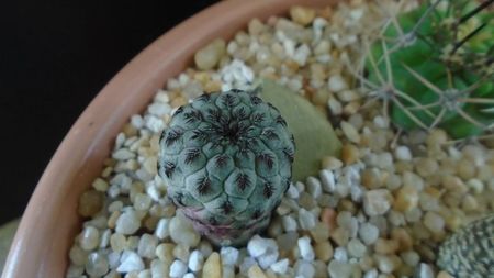 Sulcorebutia rauschii (Rebutia canigueralii), Zudanez, Chuquisaca, BO