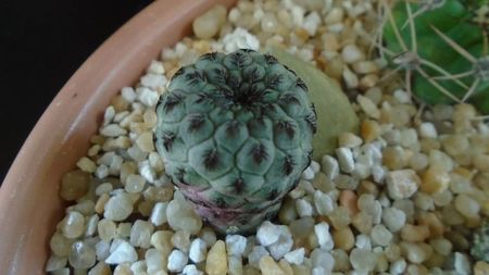 Sulcorebutia rauschii (Rebutia canigueralii), Zudanez, Chuquisaca, BO