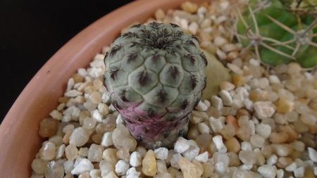 Sulcorebutia rauschii (Rebutia canigueralii), Zudanez, Chuquisaca, BO