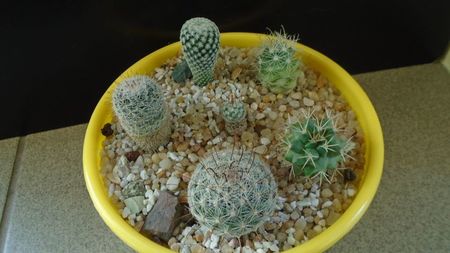 Grup de 6 Mammillaria; M. perezdelarosae
M. peninsularis
M. perbella
M. boolii
M. grahamii
M. pectinifera
