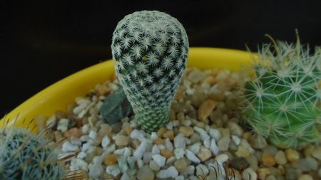 Mammillaria pectinifera