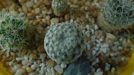 Mammillaria pectinifera