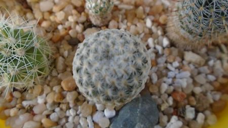 Mammillaria pectinifera