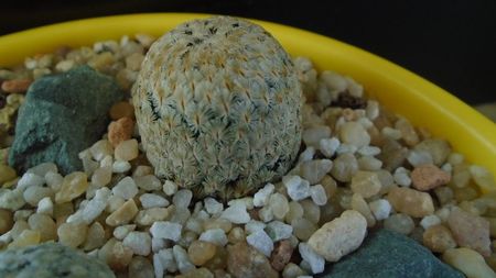 Mammillaria sanchez-mejoradae