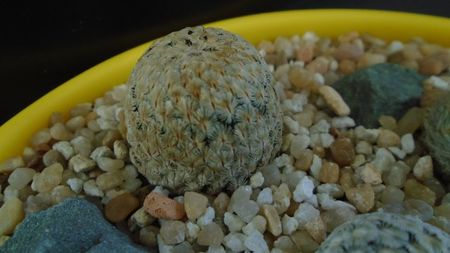 Mammillaria sanchez-mejoradae