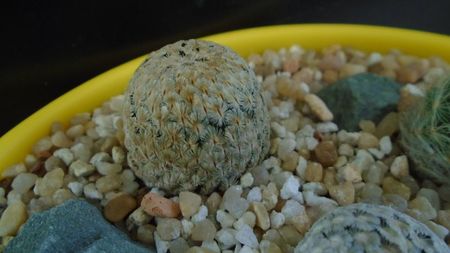 Mammillaria sanchez-mejoradae