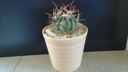 Echinocactus parryi