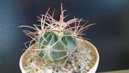 Echinocactus parryi