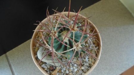 Echinocactus parryi