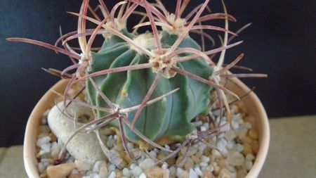 Echinocactus parryi