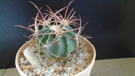 Echinocactus parryi