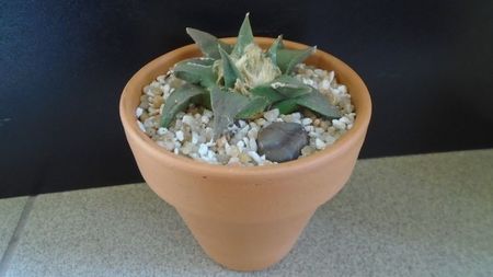 Ariocarpus retusus ssp. trigonus, El Olmo