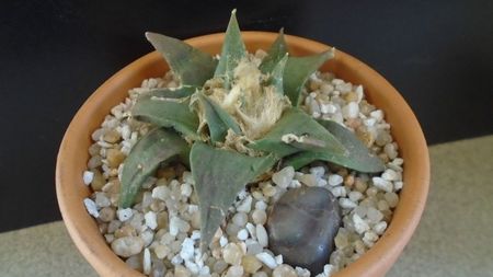 Ariocarpus retusus ssp. trigonus, El Olmo